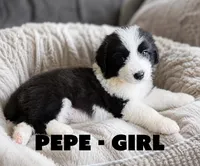 Pepe, a female Border Collie and Aussiedoodle for sale in Shelbyville, TX – 3 of 7