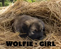 Wolfie, a female Anatolian Shepherd Dog and Great Pyrenees for sale in Shelbyville, TX – 5 of 7