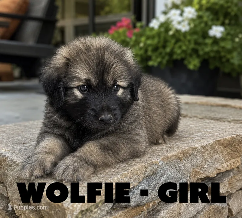 Wolfie – Anatolian Shepherd Dog, Great Pyrenees puppy for sale in Shelbyville, TX