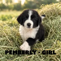 Pemberly, a female Border Collie and Aussiedoodle for sale in Shelbyville, TX – 3 of 7