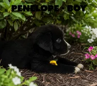 Penelope, a male Border Collie and Aussiedoodle for sale in Shelbyville, TX – 3 of 7