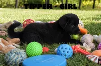 Tipper, a female Anatolian Shepherd Dog and Great Pyrenees for sale in Shelbyville, TX – 4 of 7