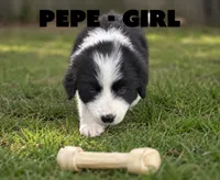 Pepe, a female Border Collie and Aussiedoodle for sale in Shelbyville, TX – 5 of 7