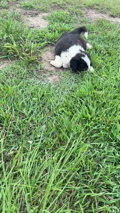 Pepe, a female Australian Shepherd and Poodle - Standard  for sale in Shelbyville, TX – 9 of 9