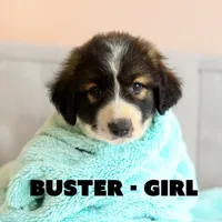 Buster, a female Anatolian Shepherd Dog and Great Pyrenees for sale in Shelbyville, TX – 4 of 7