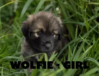 Wolfie, a female Anatolian Shepherd Dog and Great Pyrenees for sale in Shelbyville, TX – 3 of 7