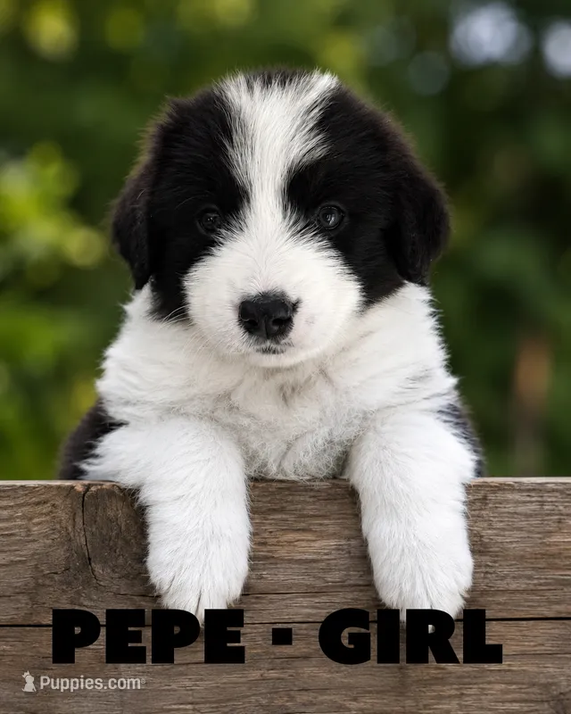 Pepe – Border Collie, Aussiedoodle puppy for sale in Shelbyville, TX