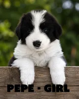 Pepe, a female Border Collie and Aussiedoodle for sale in Shelbyville, TX – 1 of 7
