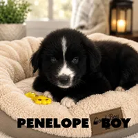 Penelope, a male Border Collie and Aussiedoodle for sale in Shelbyville, TX – 1 of 7