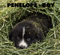 Penelope, a male Border Collie and Aussiedoodle for sale in Shelbyville, TX – 4 of 7