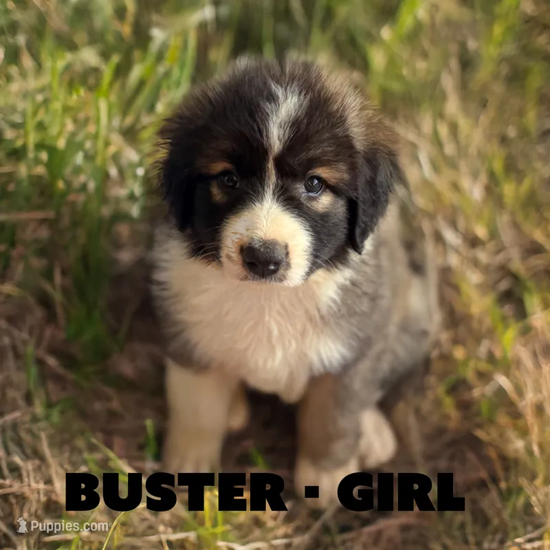 Buster – Anatolian Shepherd Dog, Great Pyrenees puppy for sale in Shelbyville, TX