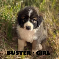 Buster, a female Anatolian Shepherd Dog and Great Pyrenees for sale in Shelbyville, TX – 1 of 7