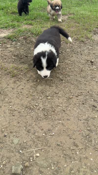Pepe, a female Australian Shepherd and Poodle - Standard  for sale in Shelbyville, TX – 6 of 9