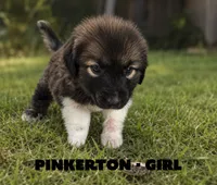 Pinkerton, a female Anatolian Shepherd Dog and Great Pyrenees for sale in Shelbyville, TX – 5 of 7