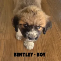 Bentley, a male Anatolian Shepherd Dog and Great Pyrenees for sale in Shelbyville, TX – 3 of 7