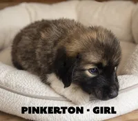 Pinkerton, a female Anatolian Shepherd Dog and Great Pyrenees for sale in Shelbyville, TX – 3 of 7