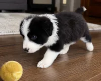 Pepe, a female Australian Shepherd and Poodle - Standard  for sale in Shelbyville, TX – 5 of 9