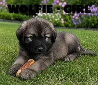 Wolfie, a female Anatolian Shepherd Dog and Great Pyrenees for sale in Shelbyville, TX – 4 of 7