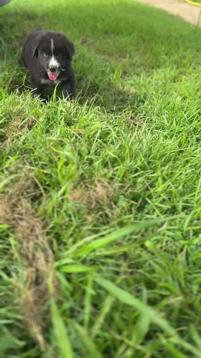 Penelope, a male Australian Shepherd and Poodle - Standard  for sale in Shelbyville, TX – 3 of 7