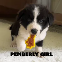 Pemberly, a female Border Collie and Aussiedoodle for sale in Shelbyville, TX – 5 of 7