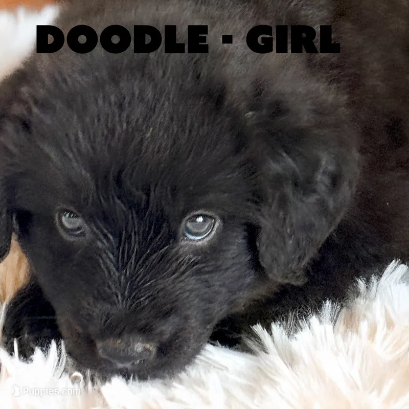 Doodle – Anatolian Shepherd Dog, Great Pyrenees puppy for sale in Shelbyville, TX
