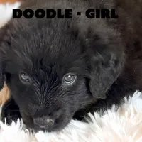 Doodle, a female Anatolian Shepherd Dog and Great Pyrenees for sale in Shelbyville, TX – 1 of 7