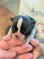 Nipsy (Green Collar), a male Boston Terrier for sale in Littleton, CO – 3 of 10