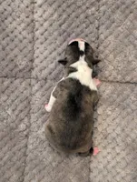 Nipsy (Green Collar), a male Boston Terrier for sale in Littleton, CO – 9 of 10