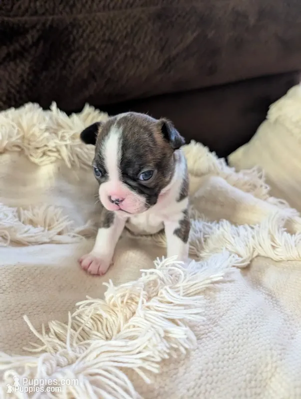 Pumpkin (Orange Collar), a female Boston Terrier for sale in Littleton, CO – 1 of 10