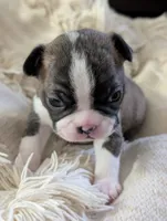 Pumpkin (Orange Collar), a female Boston Terrier for sale in Littleton, CO – 9 of 10