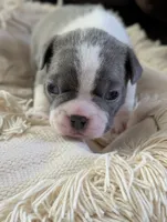 Duke Winters (Blue Collar), a male Boston Terrier for sale in Littleton, CO – 9 of 10