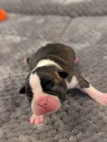 Pumpkin (Orange Collar), a female Boston Terrier for sale in Littleton, CO – 5 of 10