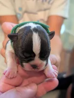 Nipsy (Green Collar), a male Boston Terrier for sale in Littleton, CO – 4 of 10