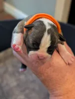 Pumpkin (Orange Collar), a female Boston Terrier for sale in Littleton, CO – 2 of 10
