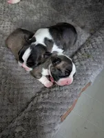 Pumpkin (Orange Collar), a female Boston Terrier for sale in Littleton, CO – 3 of 10