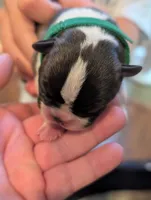 Nipsy (Green Collar), a male Boston Terrier for sale in Littleton, CO – 5 of 10