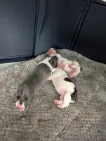 Cowey Leche (Pink Collar), a female Boston Terrier for sale in Littleton, CO – 9 of 10