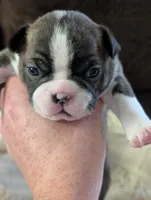 Pumpkin (Orange Collar), a female Boston Terrier for sale in Littleton, CO – 10 of 10