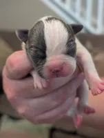 Jack (Black Collar), a male Boston Terrier for sale in Littleton, CO – 2 of 9