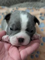 Duke Winters (Blue Collar), a male Boston Terrier for sale in Littleton, CO – 8 of 10