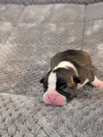 Pumpkin (Orange Collar), a female Boston Terrier for sale in Littleton, CO – 8 of 10