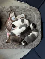 Cowey Leche (Pink Collar), a female Boston Terrier for sale in Littleton, CO – 8 of 10