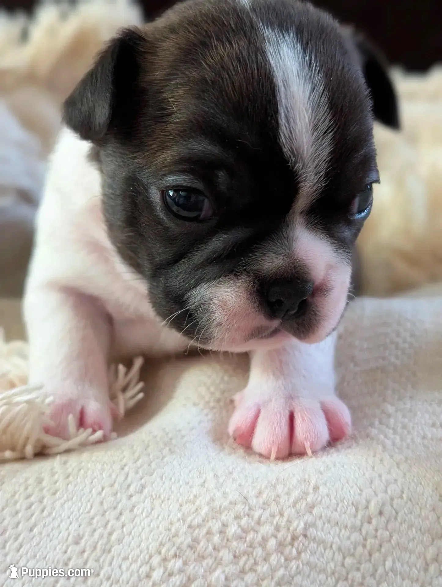 Nipsy (Green Collar), a male Boston Terrier for sale in Littleton, CO – 1 of 10