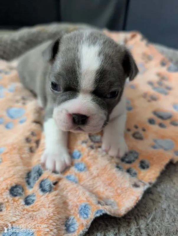 Duke Winters (Blue Collar) – Boston Terrier puppy for sale in Littleton, CO