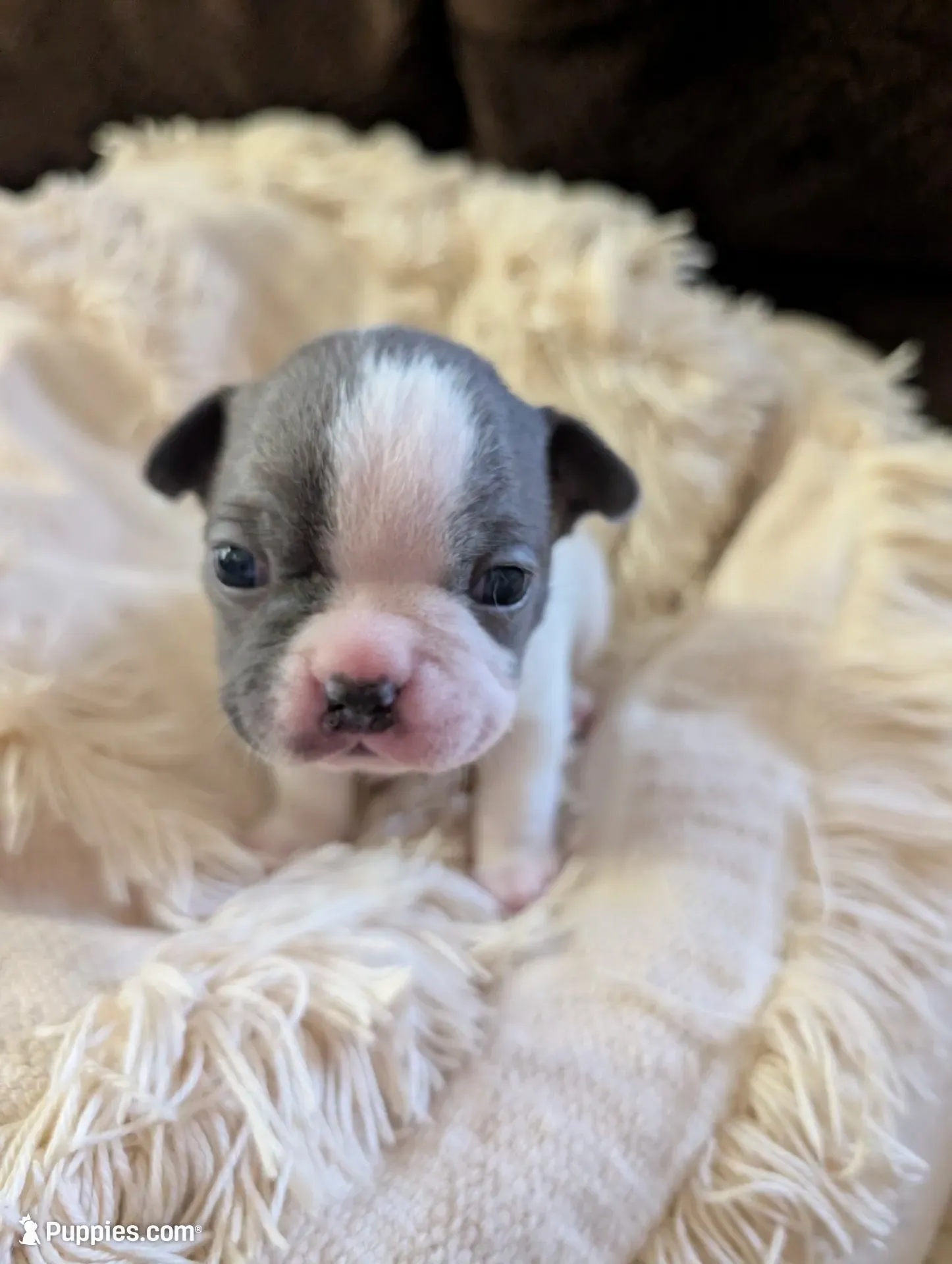 Jack (Black Collar), a male Boston Terrier for sale in Littleton, CO – 1 of 9
