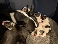 Cowey Leche (Pink Collar), a female Boston Terrier for sale in Littleton, CO – 7 of 10
