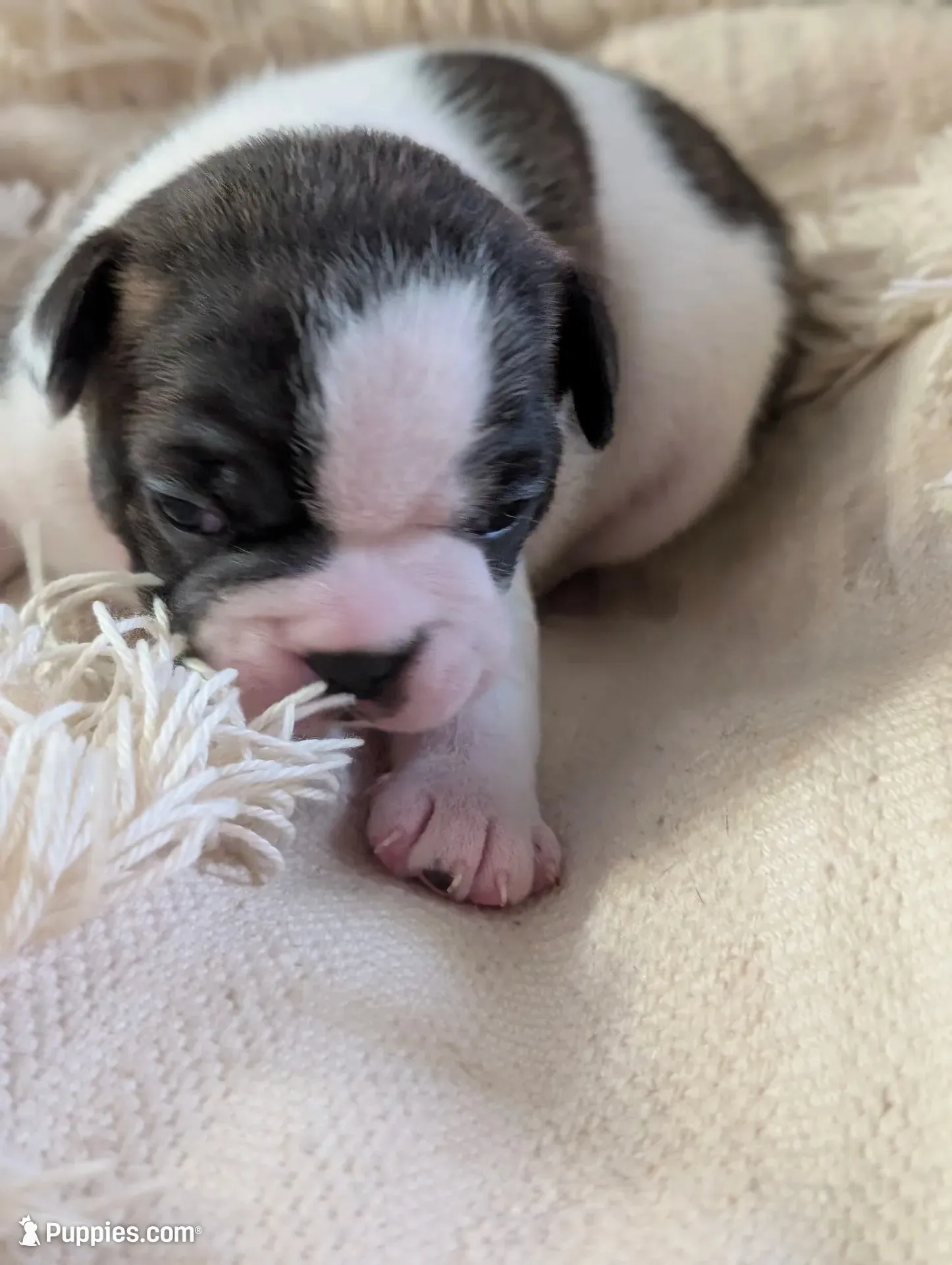 Cowey Leche (Pink Collar), a female Boston Terrier for sale in Littleton, CO – 10 of 10