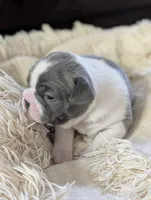 Duke Winters (Blue Collar), a male Boston Terrier for sale in Littleton, CO – 10 of 10