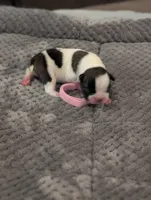 Cowey Leche (Pink Collar), a female Boston Terrier for sale in Littleton, CO – 6 of 10