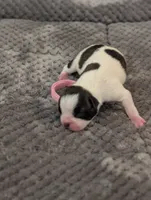 Cowey Leche (Pink Collar), a female Boston Terrier for sale in Littleton, CO – 5 of 10
